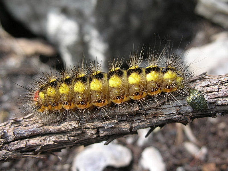 Bruco di Acronicta euphorbiae (Noctuidae)